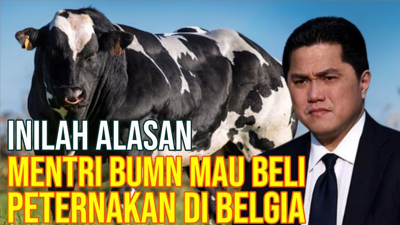 
                                 Alasan-Rencana-Mentri-BUMN-Erick-Thohir-Membeli-Peternakan-Sapi-Belgia